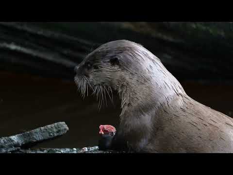 Nahrungskette der Osteraue 2025