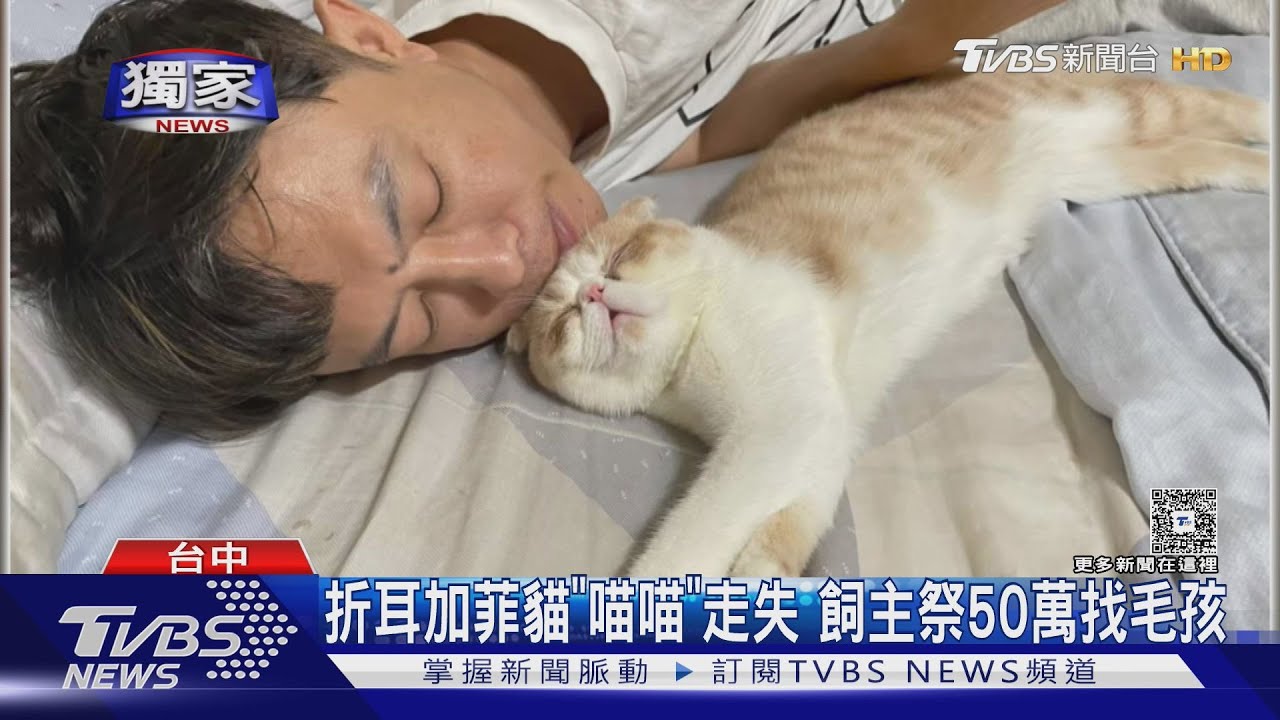 折耳加菲貓「喵喵」走失 飼主祭50萬找毛孩