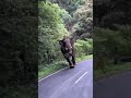 Elephant Attack Valparai