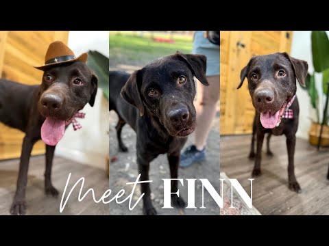 Finn is the sweet spot, an adoptable Chocolate Labrador Retriever & Labrador Retriever Mix in Guilderland, NY_image-1