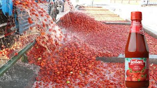 देखिए फेक्ट्री में किस तरह से टोमेटो केचप बनाया जाता है ✅ Tomato ketchup Making Process