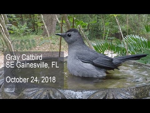 Gray Catbird visiting birdbath 102318