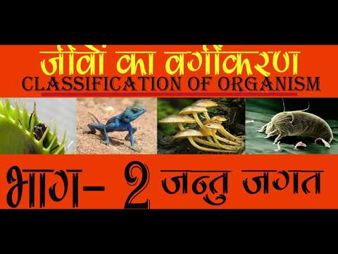 Taxonomy: Life's Filing System  I Diversity in Living Organisms Part 2 I Animal Kingdom