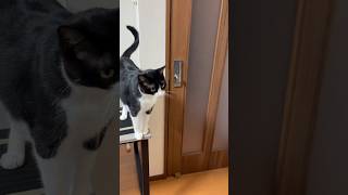 開けろアピール #shorts