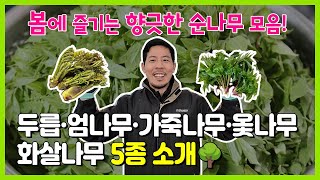 봄에 즐기는 향긋한 순나무모음! [두릅, 엄나무, 가죽나무, 옻나무, 화살나무] 5종소개 합니다!