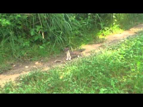 Hermelin a tóparton :)