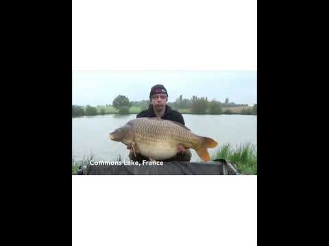 A 60LB BAR OF GOLD 🐋