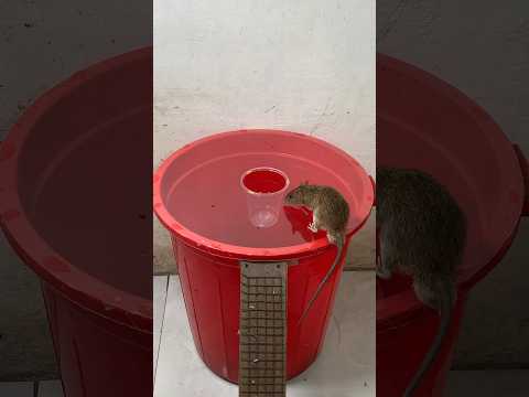 I used an old plastic bucket to make this mousetrap idea #mousetrap #rattrap#shorts