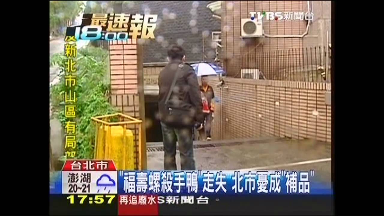 「福壽螺殺手鴨」走失　北市憂成「補品」