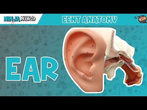 Special Senses | Ear Anatomy | Model