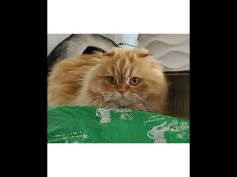 Crystal the Pet Nanny. LLC video.