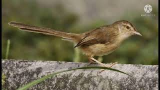 Download lagu Masteran Cigun Ngerol Panjang Diselingi Suara Gemericik Air mp3