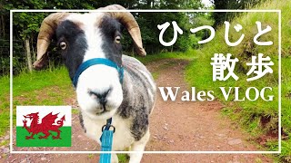 ［海外Vlog］ウェールズの牧場でシープトレッキング／イギリス暮らし／Sheep Trekking at Brecon Beacons, Wales