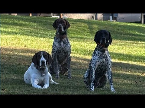 Pet Slideshow | October 2025 - YouTube