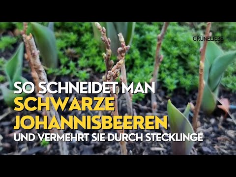 So schneidet man schwarze Johannisbeeren und vermehrt sie durch Stecklinge!