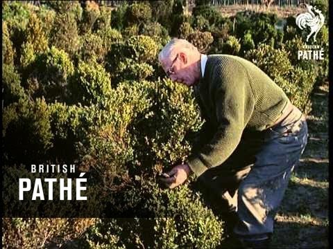 Out Takes / Cuts From Cp 312 - Topiary Nursery (1960)