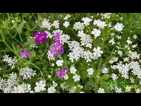 Perennial Wildflowers of Europe without grass from Turfquick
