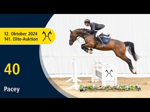 No. 40 Pacey by Perigueux - Contendro I | 141. Verden Elite-Auction on October, 12th