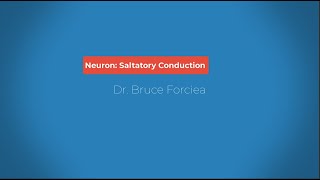 Nervous System: Saltatory Conduction