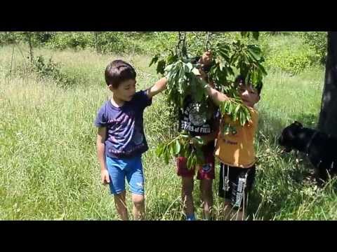 sakura de Valea Sasului