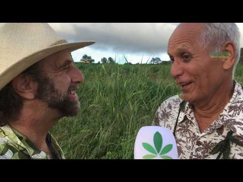 Hawaii, the hemp capital of the world?