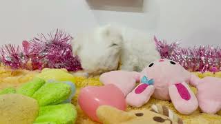 マルチーズの動画01