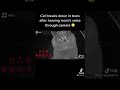 Cat Breaks Down In Tears After Hearing Owner S Voice In Camera Crying