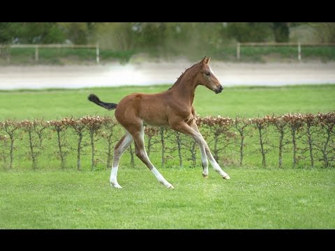 Holsteiner Fohlenauktion im Juni - Nr. 22 v. Zuccero - Corrado I