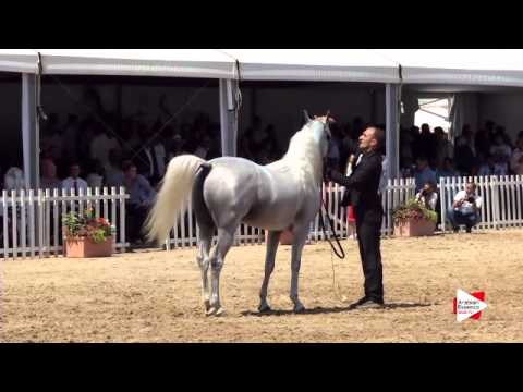 N.137 BAAHIR EL MARWAN - Menton 2015 - Stallions 4 to 7 years old (Class 9)