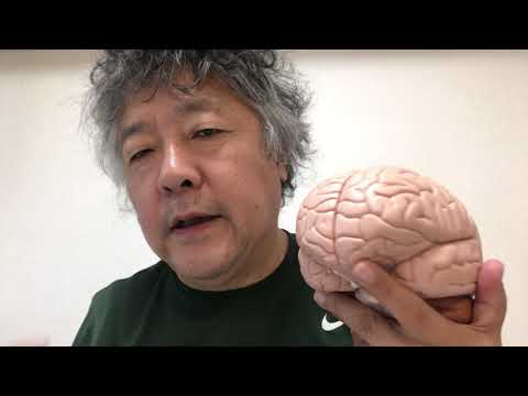 オンドリは鏡に映った自分を認識しますか?