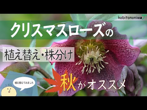クリスマスローズの植え替え・株分けは秋がオススメ