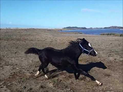 KB Iridecsence Fahim beach adventure short