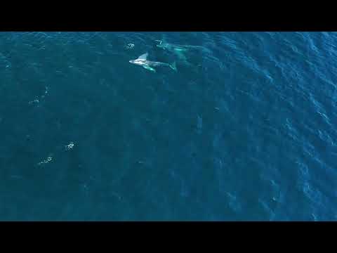 Ocean Surface Water Background Loop 4K - Free HD Stock Footage - No Copyright - Nature Footage Loop