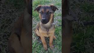 Video preview image #1 Feist Terrier-German Shepherd Dog Mix Puppy For Sale in Cookeville, TN, USA
