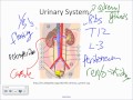 Functions and Gross Anatomy of the Urinary System ...