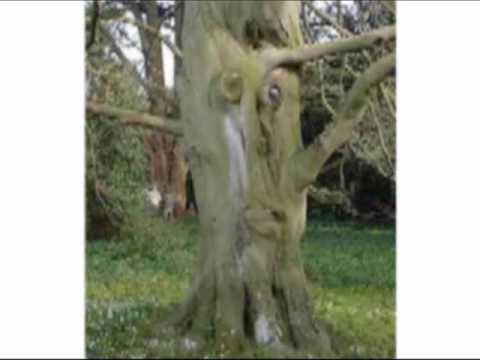 Die Made von Heinz Erhardt