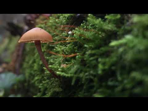 Deepmix Moscow - Lega - Dippin' in da bag