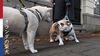 キュートなブルドッグの女の子が気になる柴犬| 柴犬柿丸・オランダ散歩と環境音
