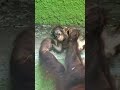 Terrifying Moment: Mother Orangutan Pulls Baby Over The Edge!