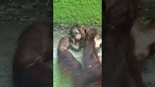 Terrifying Moment: Mother Orangutan Pulls Baby Over The Edge!