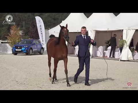 N.7 BRODNICA - European Championship 2020 - Prague - Yearling Fillies (Class 1A)