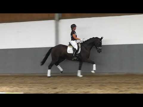 Weidenhof Verkaufspferde: "Fioretto" *2016 Hannoveraner Rappwallach von Fantastic