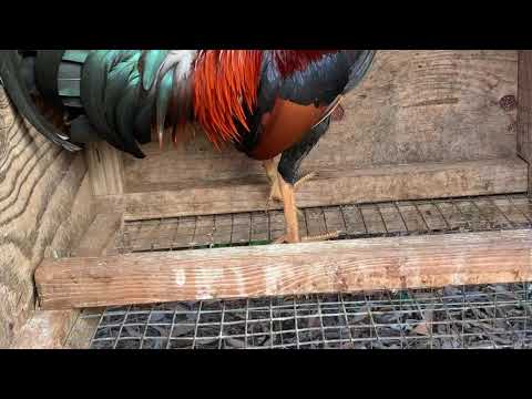 Kelso / roundhead stag