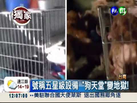 騙你的愛心! 收容所募款卻虐狗