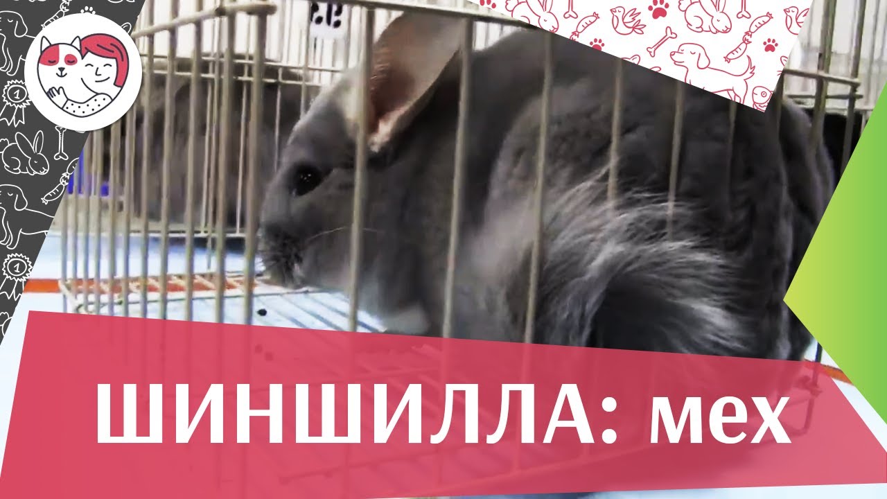 Шиншилла Мех на ilikepet