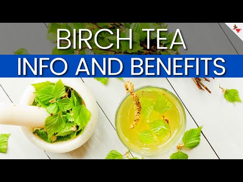Make A Tea Out Of Birch Tree Leaves | Birch Tea Info And Benefits