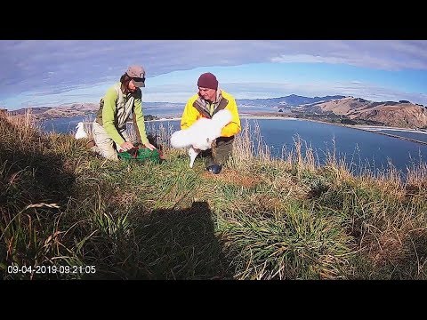 Royal Albatross~Chicks are weighed~9:19 AM 2019/04/09