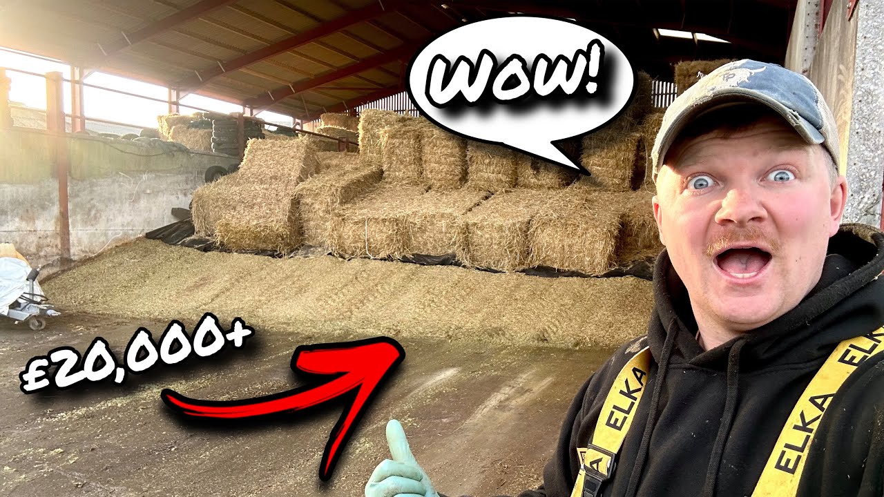 SHOW TIME!!... OPENING UP MY VERY FIRST MAIZE CLAMP OF MY OWN!!!