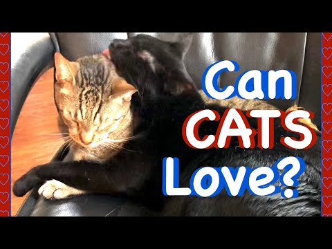 DO THESE CATS LOVE EACH OTHER⁉️ 🐾 Watch This Video and Tell us