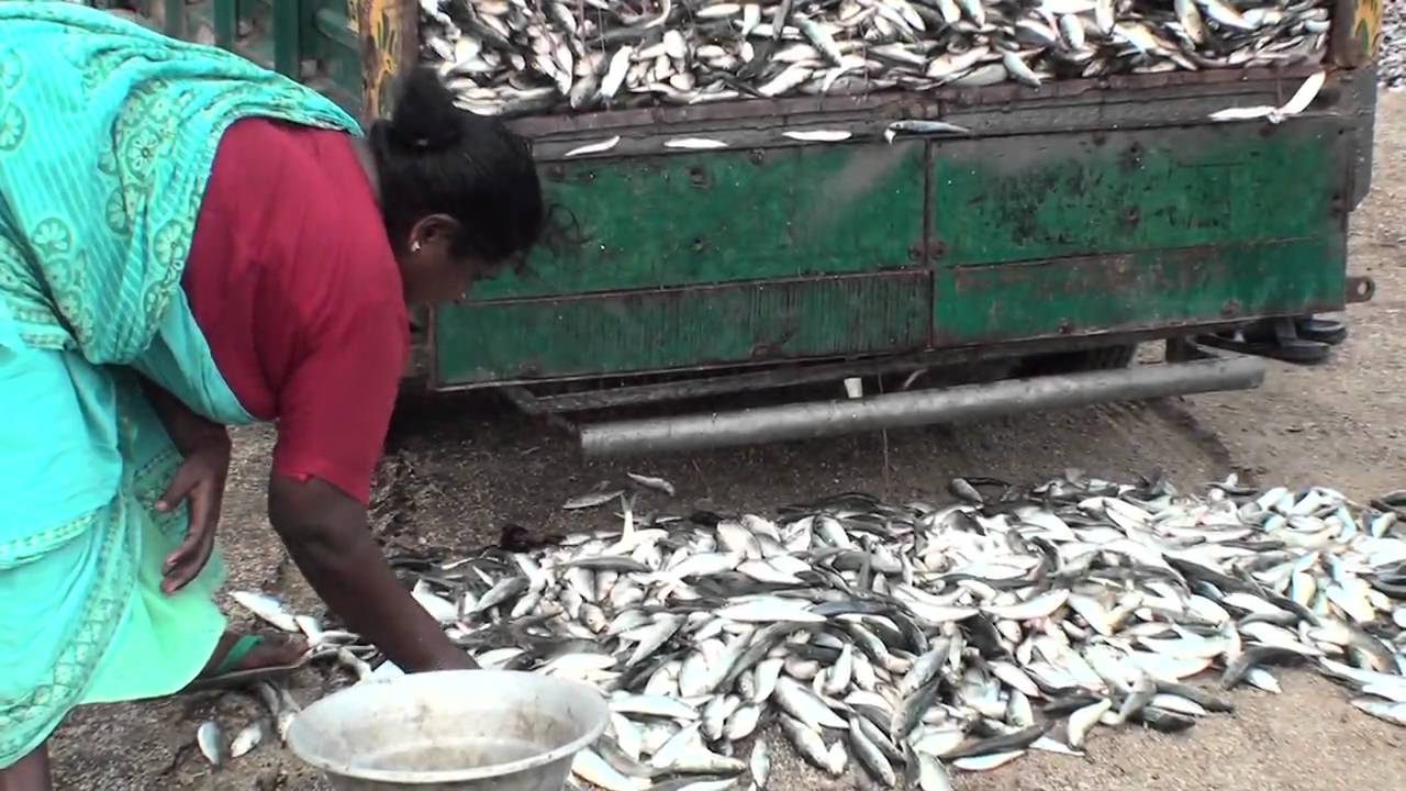 Learn More About Disaster Risk Reduction Efforts: India